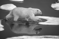 Walking on ice & water