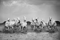 Horse stampede