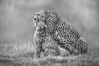 Cheetahs in the rain