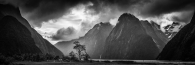 The Tree ~ Milford Sound