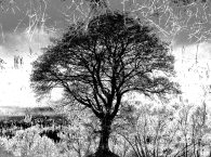 The Shadow Tree