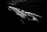 Humpback whale (Megaptera novaeangliae)