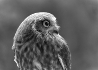 Bright eyed Boobook Owl