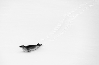 Weddell Seal on Fast Ice, Hanusse Bay, Antartica