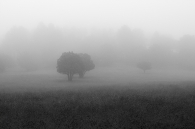 Ruidoso Fog