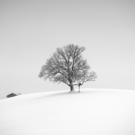 A Tree and a Barn