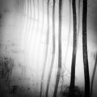 Pioppeti in Golena - Poplars in Flood plain