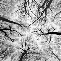 Crown Shyness