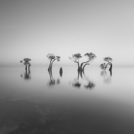 Mangroves Family