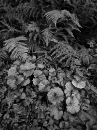 fern and other plants