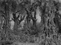 Eternal Olive trees - An invitation for Peace