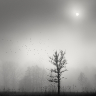 Morning Mist. The Birds 