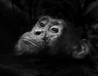 Chimpanzee Daydreams