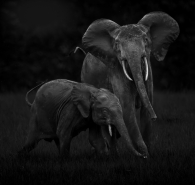 Forest Elephant Drama