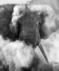 Elephant in a Cloud