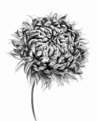 Chrysanthemum on White