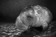 Curious Baby Manatee