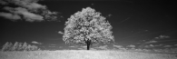 IRvisible Landscape #4
