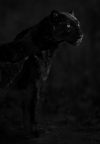 Black Leopard Portrait